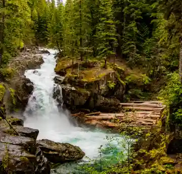 An image of an insect